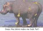 fat_hippo.jpg