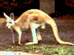 nm0193.gif