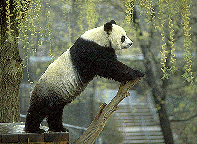 panda.gif